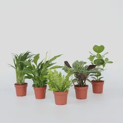 Plant in a Box - Luftreinigende Zimmerpflanzen - 5 Stk - Höhe 25-40cm - Topf 12cm