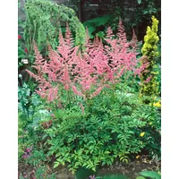 Pflanzen Für Dich Astilbe x arendsii 'Bressingham Beauty' rosa