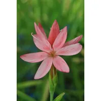 Pflanzen Für Dich Schizostylis coccinea, Scharlach-Kaffernlilie, rot, ca. 9x9