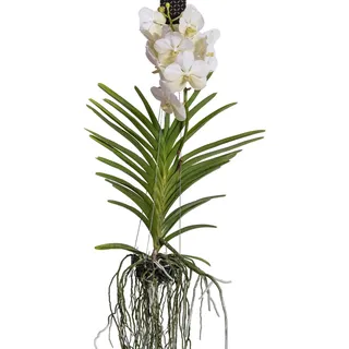 Plant in a Box - Vanda-Orchidee - Vanda 'White' - Höhe 55-65cm