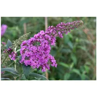 Pflanzen Für Dich Buddleja davidii 'Pink Delight', Schmetterlingsflieder, rosa,