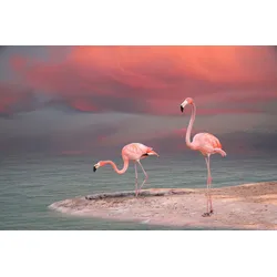Fototapete PAPERMOON "ROSA FLAMINGOS-VÖGEL TIERE STRAND HIMMEL DEKOR ABSTRAKT", bunt, B:4,00m L:2,60m, Vlies, Tapeten