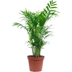 Bergpalme Chamaedorea – Tropische Zimmerpflanze, pflegeleicht, 65 cm hoch, Topf-Ø 17 cm