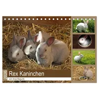 Calvendo Rex - Kaninchen (Tischkalender 2026 DIN A5 quer),