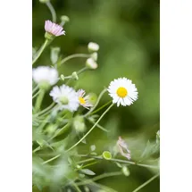 intragarten gmbh Erigeron Karvinskianus von INTRAGARTEN | spanisches Gänseblümchen im Topf | robuster und mehrjähriger Bodendecker