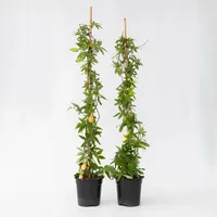 Plant in a Box - Passionsblume - 2 Stk