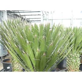 grünwaren Yucca Filifera, 90 cm, Stamm 20 - 30 cm Tambasi Yucca, winterhart -13 Grad