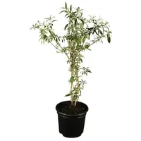 Pflanzen Für Dich Buddleja davidii 'Black Knight', Schmetterlingsflieder, dunkelviolett,