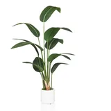 HJH Office Kunstpflanze STRELITZIA 150 cm)