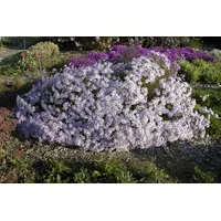 Pflanzen Für Dich Aster pyrenaeus 'Lutetia', Pyrenäen-Aster, ca. 9x9