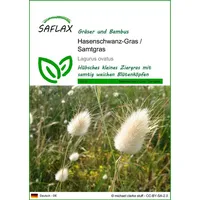 SAFLAX - Hasenschwanz-Gras - 100 Samen - Lagurus ovatus