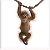 Artland Glasbild »Baby Sumatra Orang Utan hängt an Seil«, Wildtiere, (1 St.), weiß