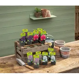Dehner Bio Stauden-Set 12-teilig, Rosa, Weiß