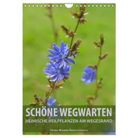Calvendo Schöne Wegwarten. Heimische Heilpflanzen am Wegesrand (Wandkalender 2026