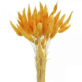 Trockenblume Lagurus Gelb, Dekogras, Hasenschwanz-Gras, Trockenblumen, L40-55cm, Viana