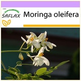 Saflax - Moringa - 10 Samen - Moringa oleifera