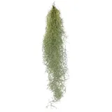 EXOTENHERZ Feenhaar Louisiana-Moos Tillandsia usneoides hängende Tillandsie ca. 30-40cm lang pflegeleicht