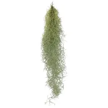 EXOTENHERZ Feenhaar Louisiana-Moos Tillandsia usneoides hängende Tillandsie ca. 30-40cm lang pflegeleicht
