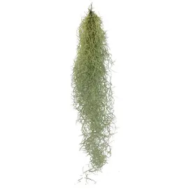 EXOTENHERZ Feenhaar Louisiana-Moos Tillandsia usneoides hängende Tillandsie ca. 30-40cm lang pflegeleicht