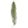 EXOTENHERZ Feenhaar Louisiana-Moos Tillandsia usneoides hängende Tillandsie ca. 30-40cm lang pflegeleicht