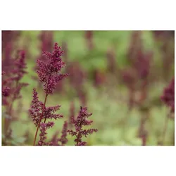 Astilbe x arendsii 'Glut', Prachtspiere, rot, ca. 9x9 cm Topf