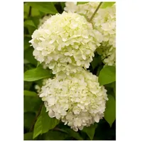 Pflanzen Für Dich Hydrangea paniculata 'Limelight' -S-, Rispenhortensie, grünlich-weiß,