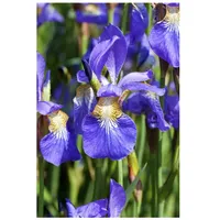 Pflanzen Für Dich Iris sibirica, Sibirische Schwertlilie, blau-violett, ca.