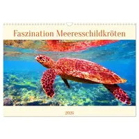 Calvendo Faszination Meeresschildkröten (Wandkalender 2026 DIN A3 quer), CALVENDO