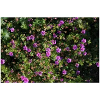 Pflanzen Für Dich Geranium sanguineum 'Dilys', Storchschnabel, rosa, ca.