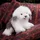 Folkmanis Bobtail