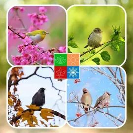 KLASEBO Streufutter 25 kg, Vogelfutter Wildvogelfutter 4 Jahreszeiten Premium Mischung