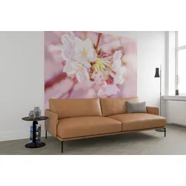 KOMAR Vlies Fototapete - Pink Blossom - Größe 248 x 184 cm, rosa, B:248m H:184m, Vlies, Tapeten