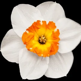 YODEYMA Houston Eau de Parfum 100 ml