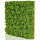 naturewalls Wandpaneel Moospaneele BASIC 25x25 - Moosbild Islandmoos -Mooswand selber machen, BxL: 25x25 cm, (1-tlg) Basic, 25 x 25 grün