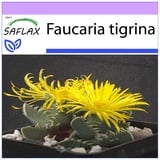 Saflax - Kakteen - Echter Tigerrachen - 40 Samen - Faucaria tigrina