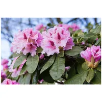 Pflanzen Für Dich Rhododendron Hybr. 'Holstein', Rhododendron, rot, 30–40