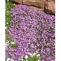 Pflanzen Für Dich Phlox douglasii 'Lilac Cloud', Polsterphlox, lila,
