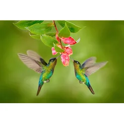 Fototapete PAPERMOON "KOLIBRIS-VÖGEL TIERE BLUME BLÜTE WALD BÄUME COSTA RICA", bunt, B:4,00m L:2,60m, Vlies, Tapeten