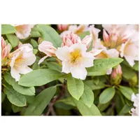 Pflanzen Für Dich Rhododendron Hybr. 'Belkanto', Rhododendron, 30–40 cm,