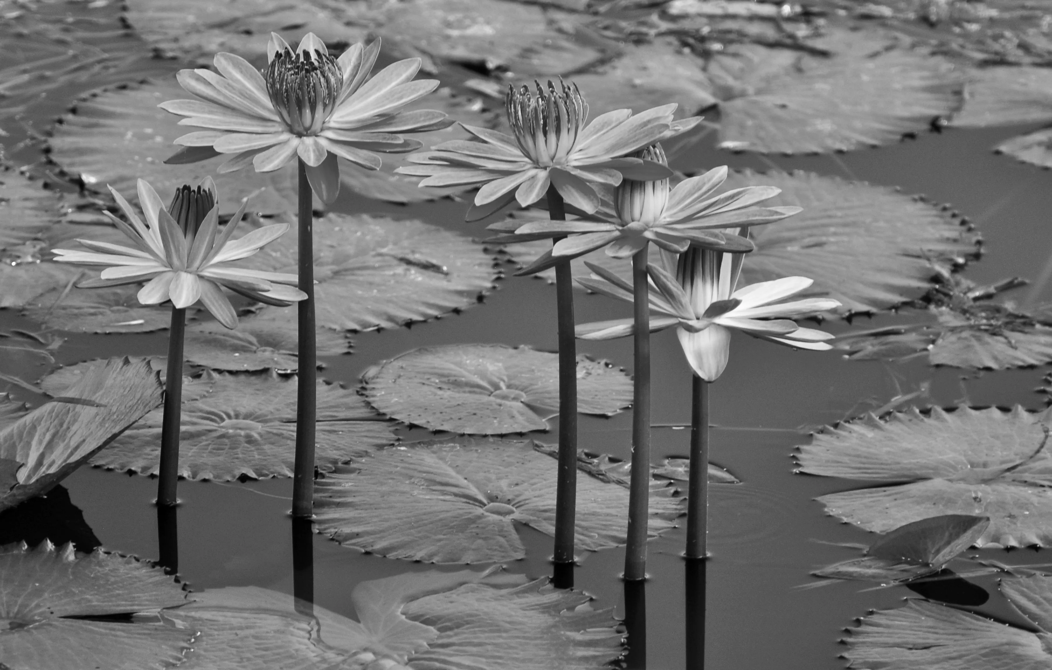 PAPERMOON Fototapete "Seerosen, Teich, Blüten, Blätter Schwarz & Weiß" Tapeten Gr. B/L: 3,50 m x 2,60 m, Bahnen: 7 St., schwarz (schwarz, weiß) Fototapeten