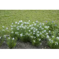 Pflanzen Für Dich Amsonia hubrichtii, ca. 9x9 cm Topf,