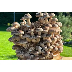 Bio Shiitake Pilzzuchtkultur Kraftpaket -NEUHEIT-