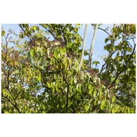 Pflanzen Für Dich Cornus sanguinea, Roter Hartriegel, 60–100 cm