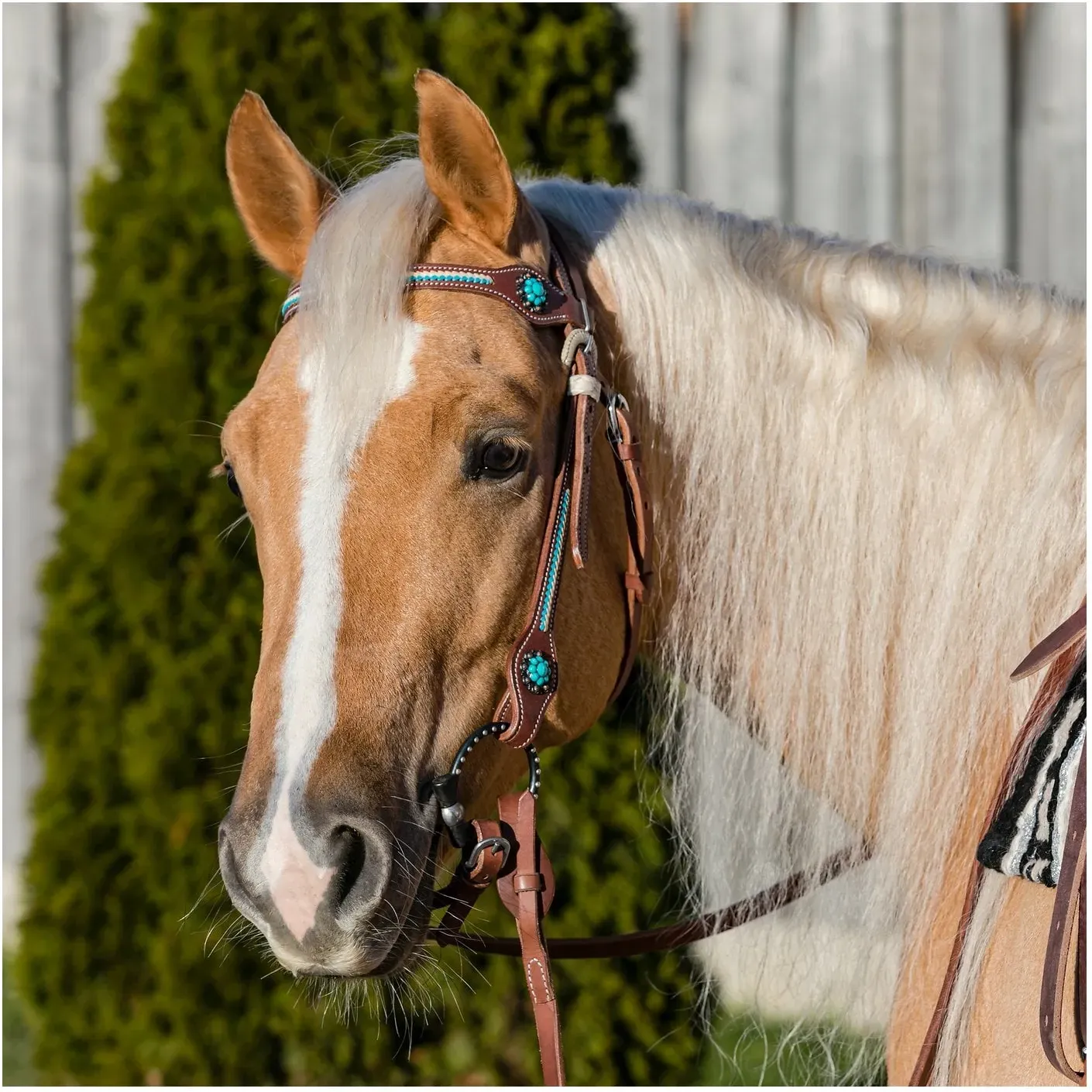 L-pro West Westerntrense Nashville braun/türkis Pony