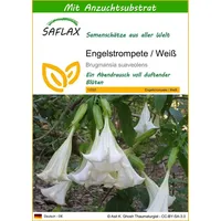 SAFLAX - Engelstrompete/Weiß - 10 Samen - Mit keimfreiem