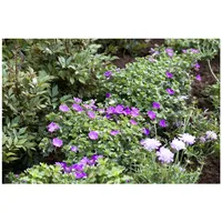 Pflanzen Für Dich Geranium sanguineum 'Max Frei', Blutstorchschnabel, ca.