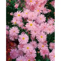 Pflanzen Für Dich Aster novi-belgii Rosaperle p 0,5