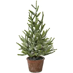 CREATIV green künstliche Pflanze Fichte mit Schnee im Topf, 55 cm, schnee