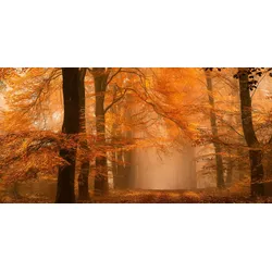 Fototapete ARCHITECTS PAPER "Fantastic Forest", orange (braun, creme, orange), B:5m L:2,5m, Vlies, Tapeten, Vlies, Wand, Schräge
