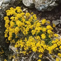 Pflanzen Für Dich Draba aizoides, Gelber Hungerblümchen, ca. 9x9